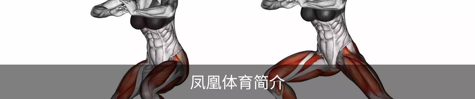 凤凰体育简介
